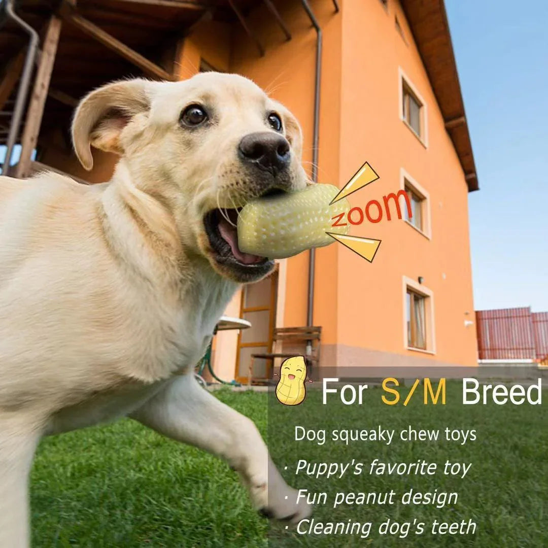 Dog playing with peanut squeaky chew toy bite resistant