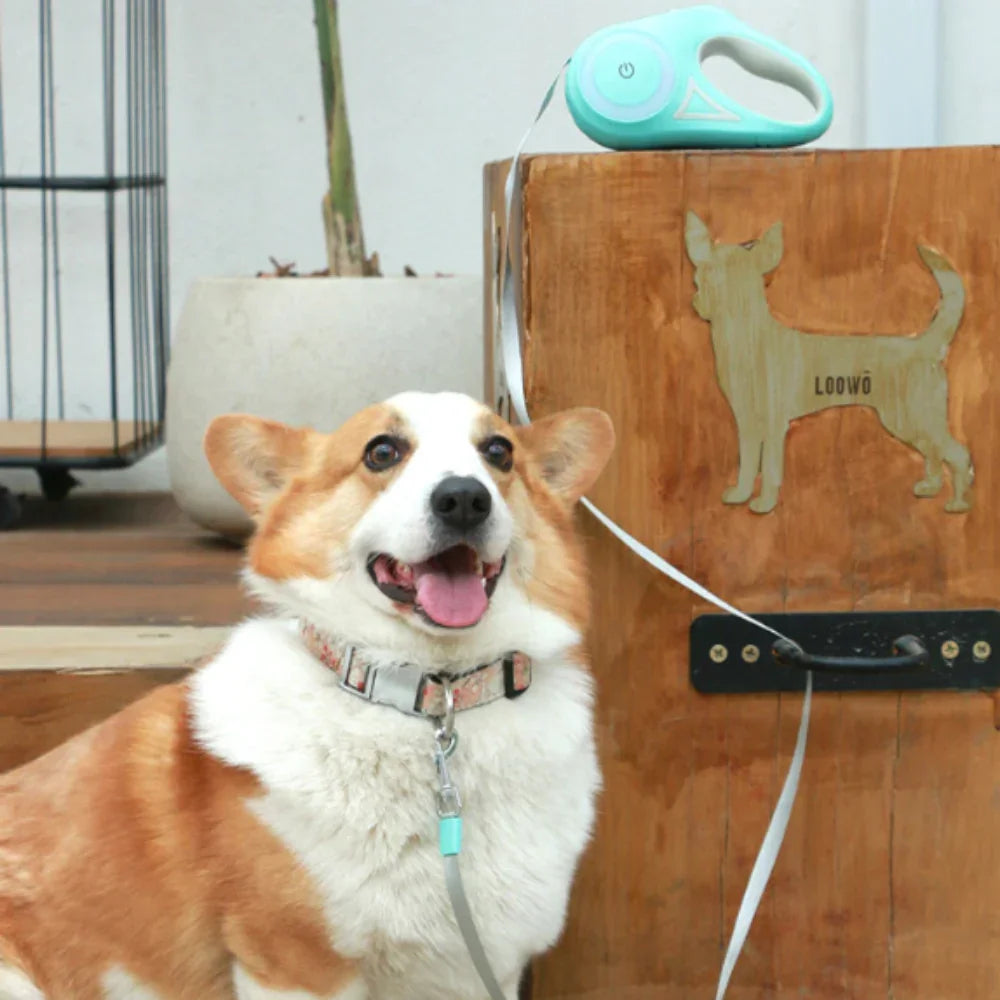 Happy corgi dog with a led dog leash 